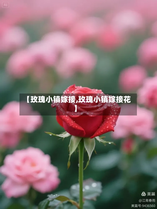 【玫瑰小镇嫁接,玫瑰小镇嫁接花】
