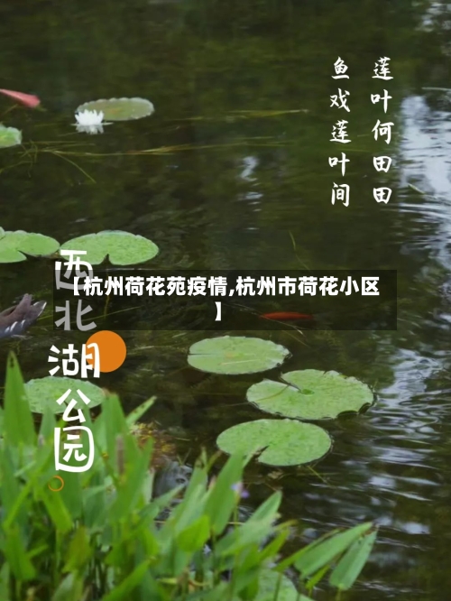 【杭州荷花苑疫情,杭州市荷花小区】-第3张图片