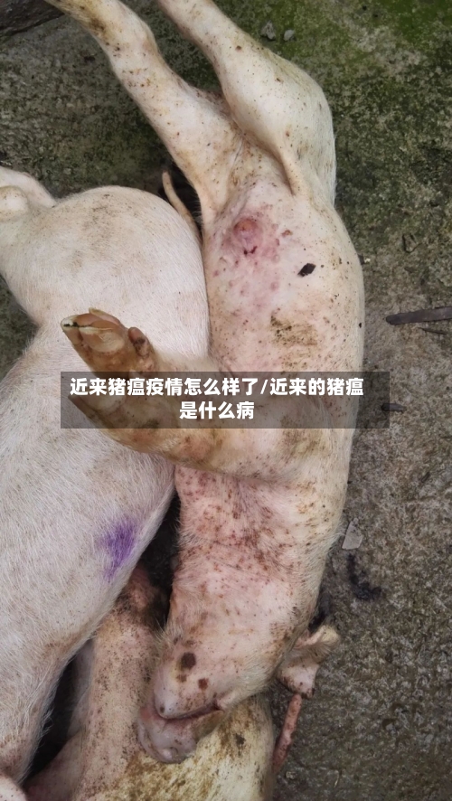 近来猪瘟疫情怎么样了/近来的猪瘟是什么病