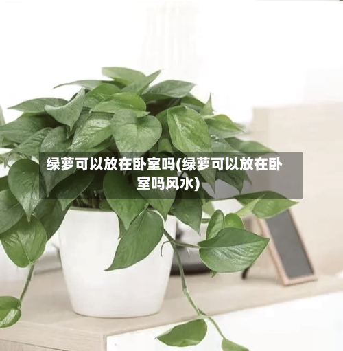 绿萝可以放在卧室吗(绿萝可以放在卧室吗风水)