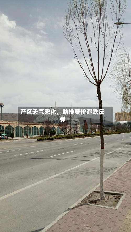 产区天气恶化，助推麦价超跌反弹-第3张图片