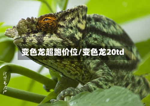 变色龙超跑价位/变色龙20td